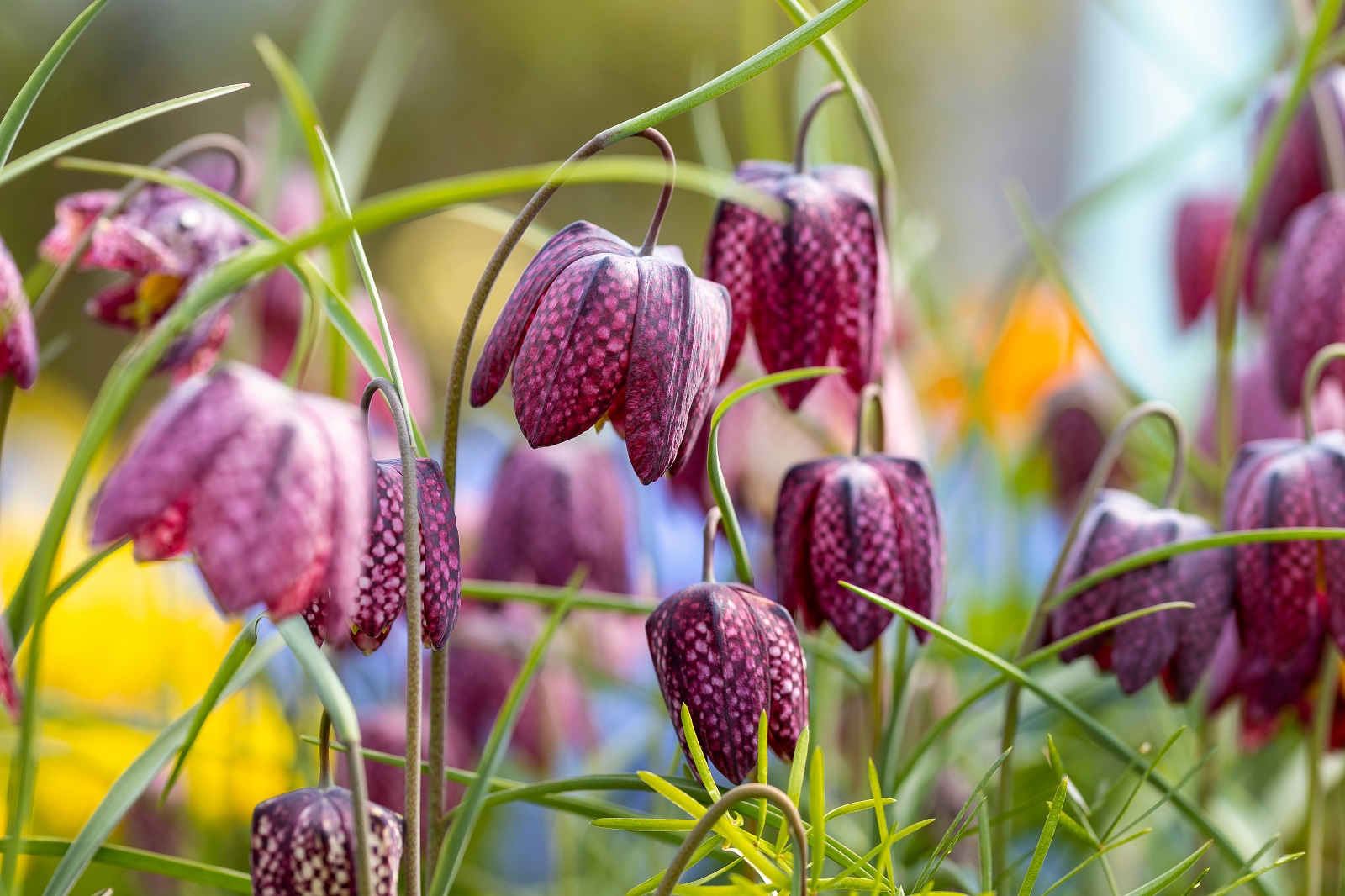 Floraison de fritillaires meleagris. ©fabrizio, AdobeStock